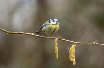 Obraz premium Blue Tit Cyanistes caeruleus Bird Perched On Willow Branch With Catkins In Soft Natural Background