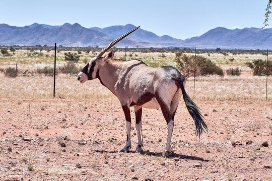 Oryx-Antilope, das Wappentier Namibias