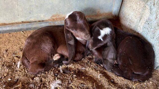 Goats on a livestock farm. Farm animal breeding.