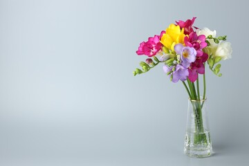 Obraz premium Vibrant freesia flowers in vase on grey background. Space for text