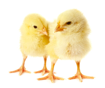 Cute yellow chicks on white background. Baby animals