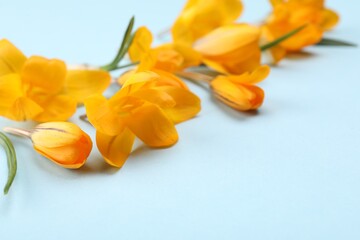 Obraz premium Beautiful orange crocus flowers on light blue background, closeup. Space for text