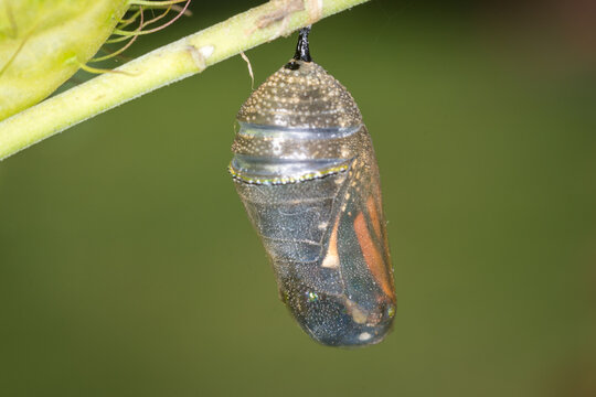 closeup of a monarch butterfly chrysalis