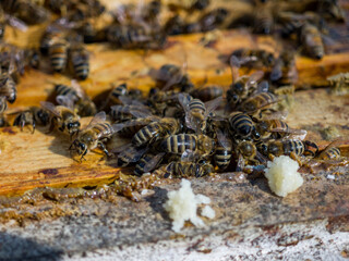 Bees © Igor