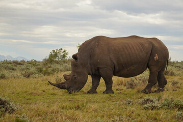 Obraz premium Southern white rhinoceros grazing in grassland, Gondwana Game Reserve
