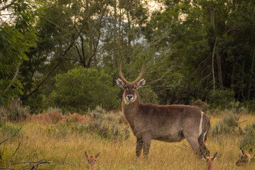 Obraz premium Male waterbuck standing in grassland with impalas, Gondwana Game Reserve