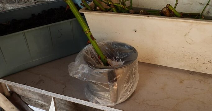 Gardener dipping a rose cutting into rooting hormone powder to stimulate growth before planting it in a pot with soil. This propagation technique helps to develop a strong root system.