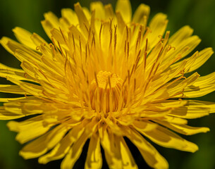 Mniszek lekarski - Taraxacum officinale © tom