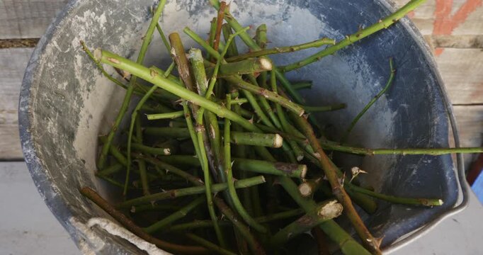 Freshly pruned rose cuttings with thorns are collected in a dirty plastic bucket, ready for rooting and planting, showcasing a common method of vegetative propagation and plant cloning.