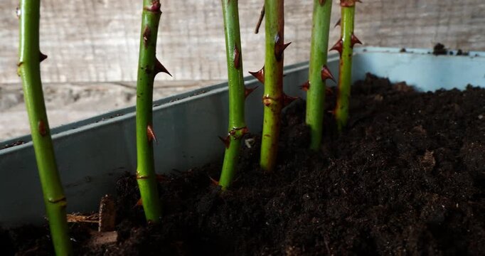 Close-up view of a gardener planting prepared rose cuttings with thorns into fertile soil for rooting and propagation, a fundamental horticultural method for growing new rosebushes.