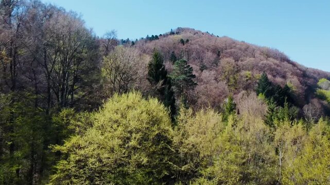 Wald im Sommer von oben