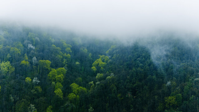 Aerial view of a dense forest shrouded in ethereal mist, the vibrant green treetops contrasting with the soft, diffused light, Novi Sad, Vojvodina, Serbia.