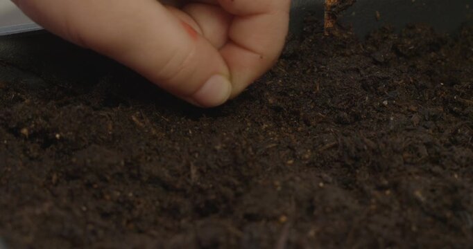 Close-up of a young boy's hand carefully planting single seeds in rich, dark soil, then gently burying them with a small wooden stick for a school gardening project or home activity.