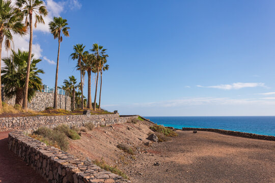 Palm trees along coastal path in Fuerteventura, Esquinzo