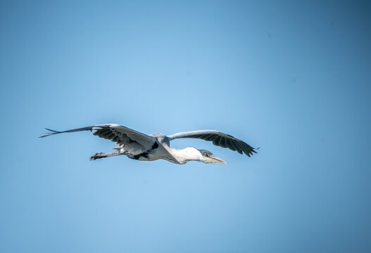 garza mora en vuelo con sus alas bien extendidas y su cuerpo bien recto cortando el aire  de un cielo azul y un dia claro , con un fondo azul celeste