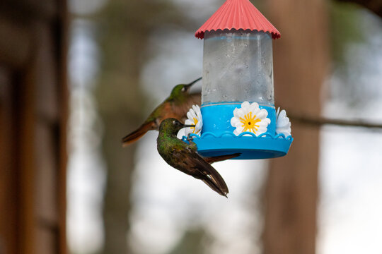 Hummingbird in Natural Environment &ndash; Beauty, Motion and Delicacy of Wildlife	