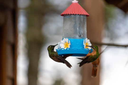 Hummingbird in Natural Environment &ndash; Beauty, Motion and Delicacy of Wildlife	