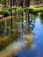 Obraz premium Calm Pond with Reflections