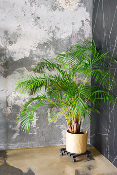 Green indoor Dypsis lutescens, Areca palm plant in ceramic pot on wheeled stand, placed in loft interior with textured plaster wall and concrete floor background, modern natural decor