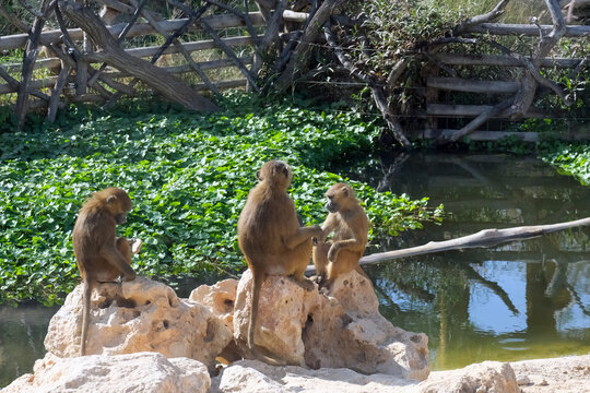 Guinea baboon (lat.- papio papio) in the zoo aviary