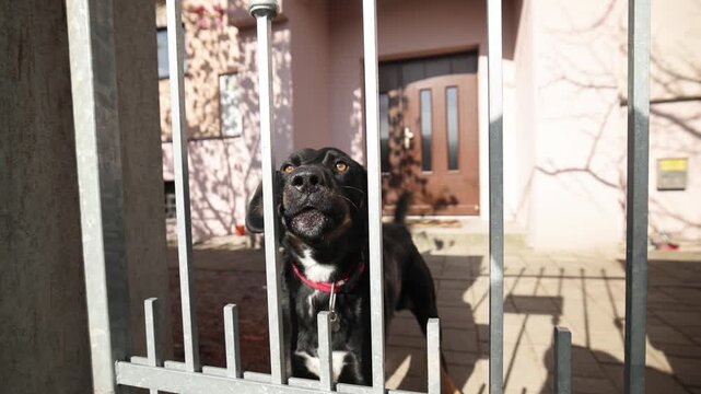 Intense slow motion of a black dog barking behind a metal gate. It guards a sunny yard with a red collar, mouth opening wide to reveal its voice. Protective and alert behavior captured.