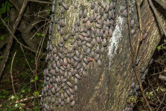 An Ailanthus Tree Covered with Spotted Lanternflies and Black Sooty Mold 