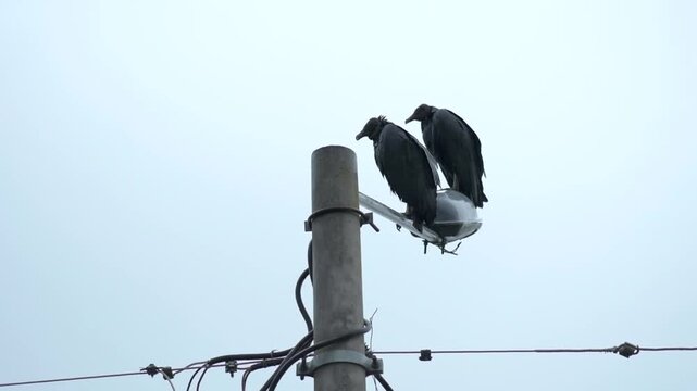 Black Vultures, Coragyps atratus, Perched on Streetlight Against Overcast Sky