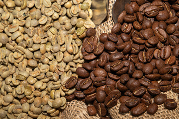 Fototapeta premium Comparison of raw green coffee beans and dark roasted beans on burlap sack with a metal scoop, industrial coffee production and roasting process.