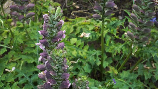 A detailed close-up of Bear's Breeches (Acanthus mollis) flower spikes growing in a botanical garden. The decorative plant displays bold forms and unique purple bracts in summer sun. 