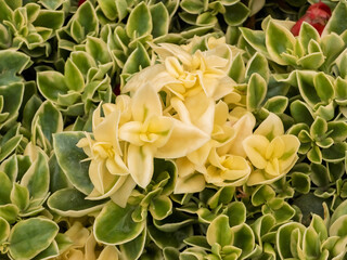 Fototapeta premium Variegated baby sunrose plant (Mesembryanthemum cordifolium 'Variegatum') featuring pale cream mutant leaf clusters surrounded by fleshy green leaves with cream borders in macro focus.
