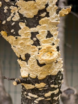 Creamy yellow bracket fungus growth (Irpex lacteus) covering tree bark in resupinate effused-reflexed crust patches with tooth-like pores in macro focus.