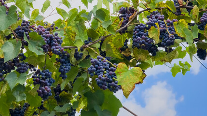 Abundant clusters of ripe black grapes (Vitis vinifera) hanging from green vines under a blue sky in a vineyard, close-up view. © Dan