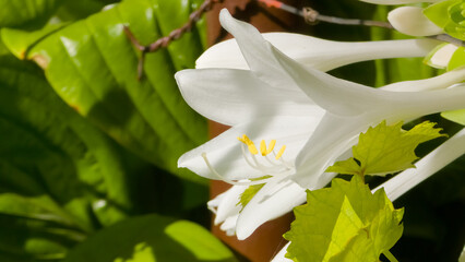 Fragrant white plantain lily flowers (Hosta plantaginea) blooming in bright sunlight against lush green leaves, macro view. © Dan