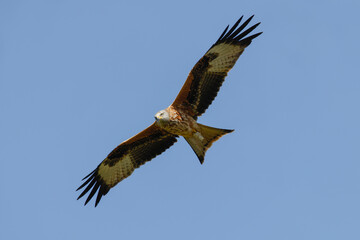 Obraz premium Red Kite Flying - _S5A0330