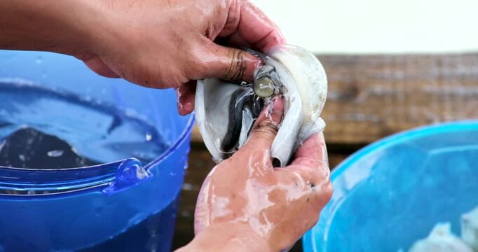 Squid cleaning and preparation by hand with ink release washing in blue basin and draining in yellow colander showing traditional Asian seafood process