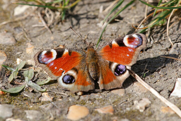Peacock Butterfly On Ground With Wings Open - _S5A0094 © Hizglebe