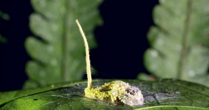 A cordyceps fungus growing on a dead moth, there are many ascocarps ready to release their spores to infect other insects, Napo province, Ecuador