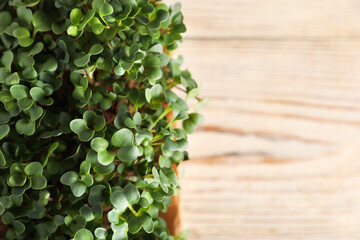 Naklejka premium Fresh microgreens in container on wooden table, top view. Space for text