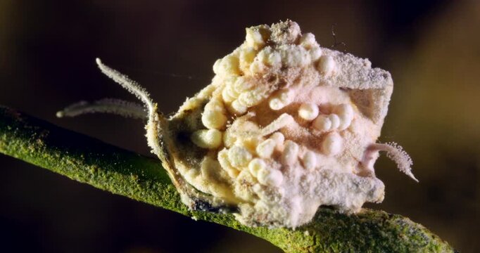 A very convoluted cordyceps fungus growing on what appears to be a spider. In the rainforest understory, Napo province, Ecuador