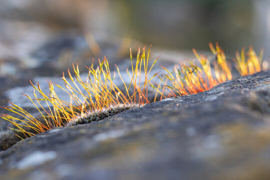 Moss growing on rock in warm light, minimal nature background