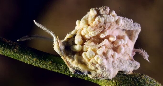 A very convoluted cordyceps fungus growing on what appears to be a spider. In the rainforest understory, Napo province, Ecuador