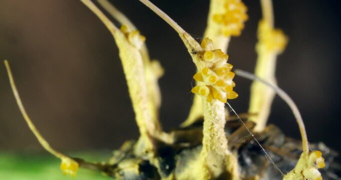 Turntable shot of Cordyceps fungus growing on a dead moth. filament like strings of ascospores are being released from the ascocarps, ready to infect the next victim. Napo province, Ecuador 