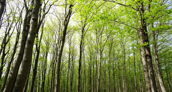 Beech Trees Forest in Early Spring, from below, fresh green leaves
