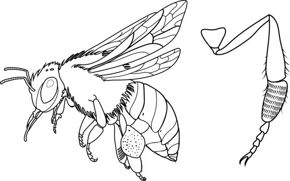 Honey bee illustration with anatomy of hind leg and pollen basket, biology concept