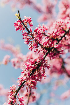 Beautiful pink flowers of Judas Tree (Cercis siliquastrum) in a spring garden.