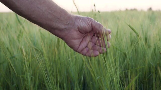 Male farmers hand gently caressing and touching young green ears of wheat in field at sunset. Farmer checking quality of new harvest and enjoying connection with nature and his land