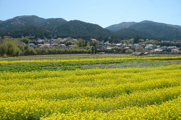 Obraz premium 春の京都大原 菜の花畑 京都市左京区