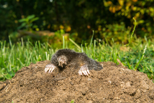 Star-nosed Mole - Condylura cristata