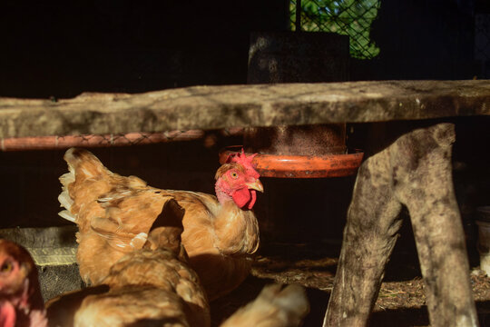 Galinha caipira dentro de galinheiro, cria&ccedil;&atilde;o de frango em pequena granja, aves presas