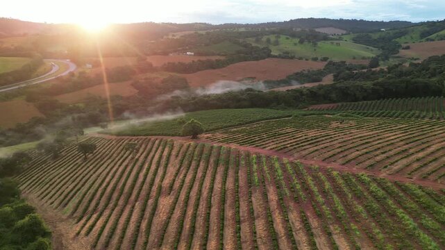 Cafezal em Minas Gerais Por do Sol Montanhas Cafes